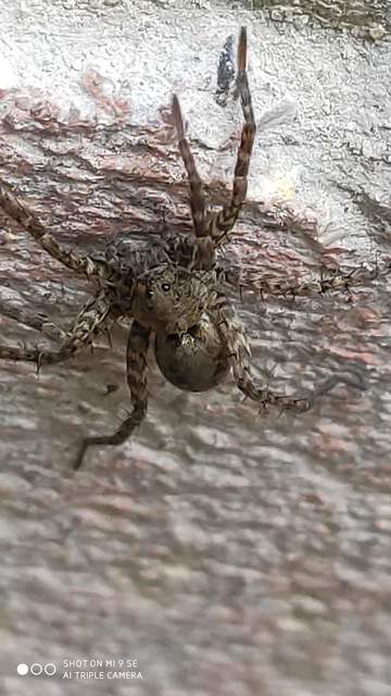 Pardosa hortensis