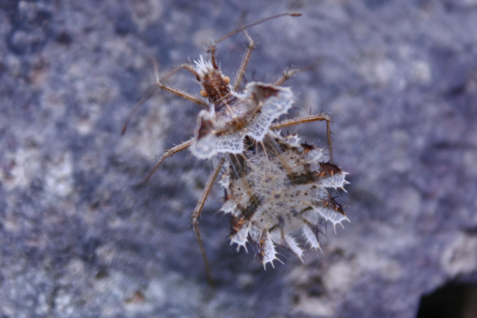 Phyllomorpha laciniata - lándzsás karimáspoloska