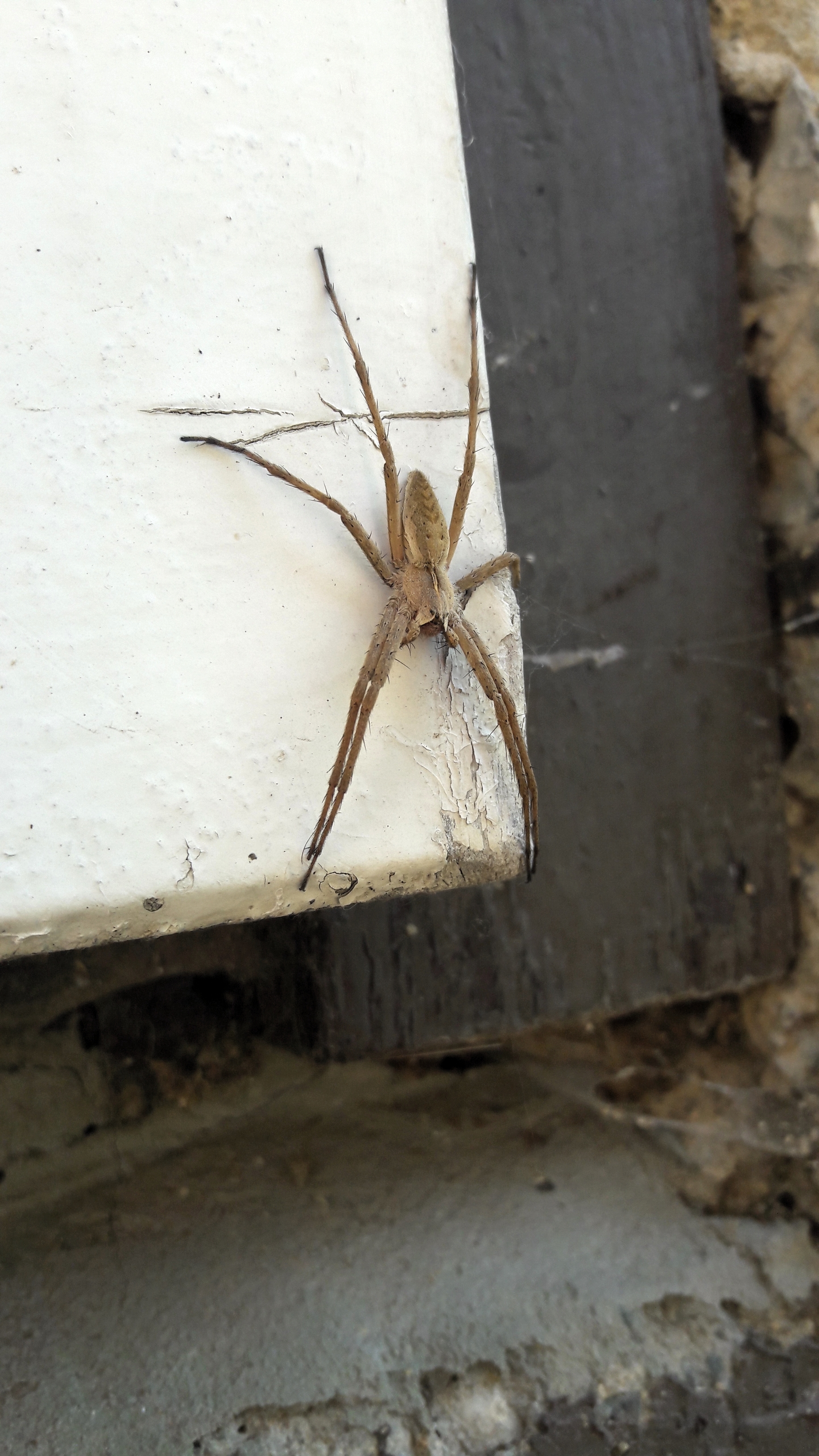 Pisaura mirabilis - csodáspók Pisaura mirabilis - csodáspók