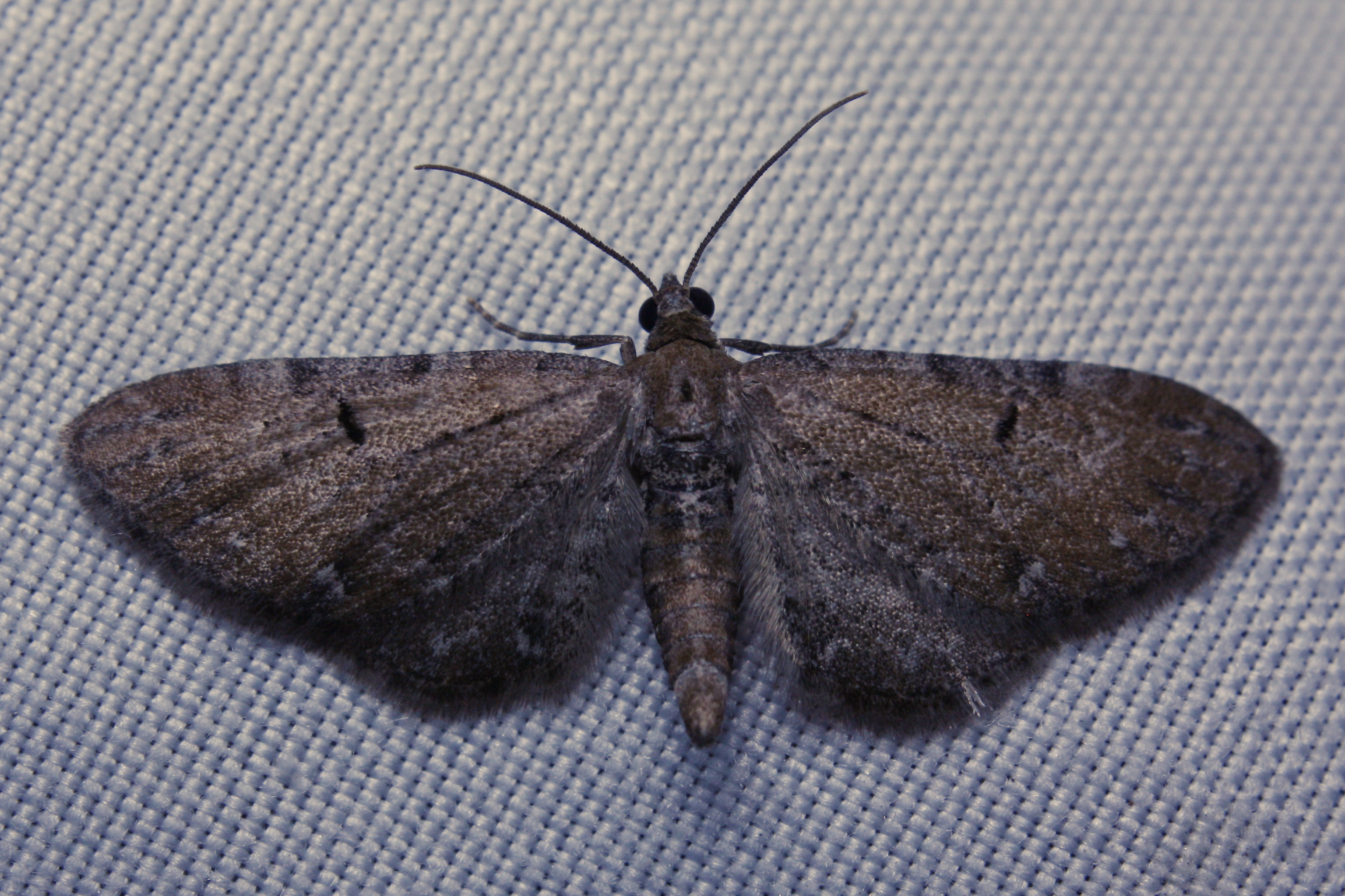 Eupithecia absinthiata - üröm-törpearaszoló