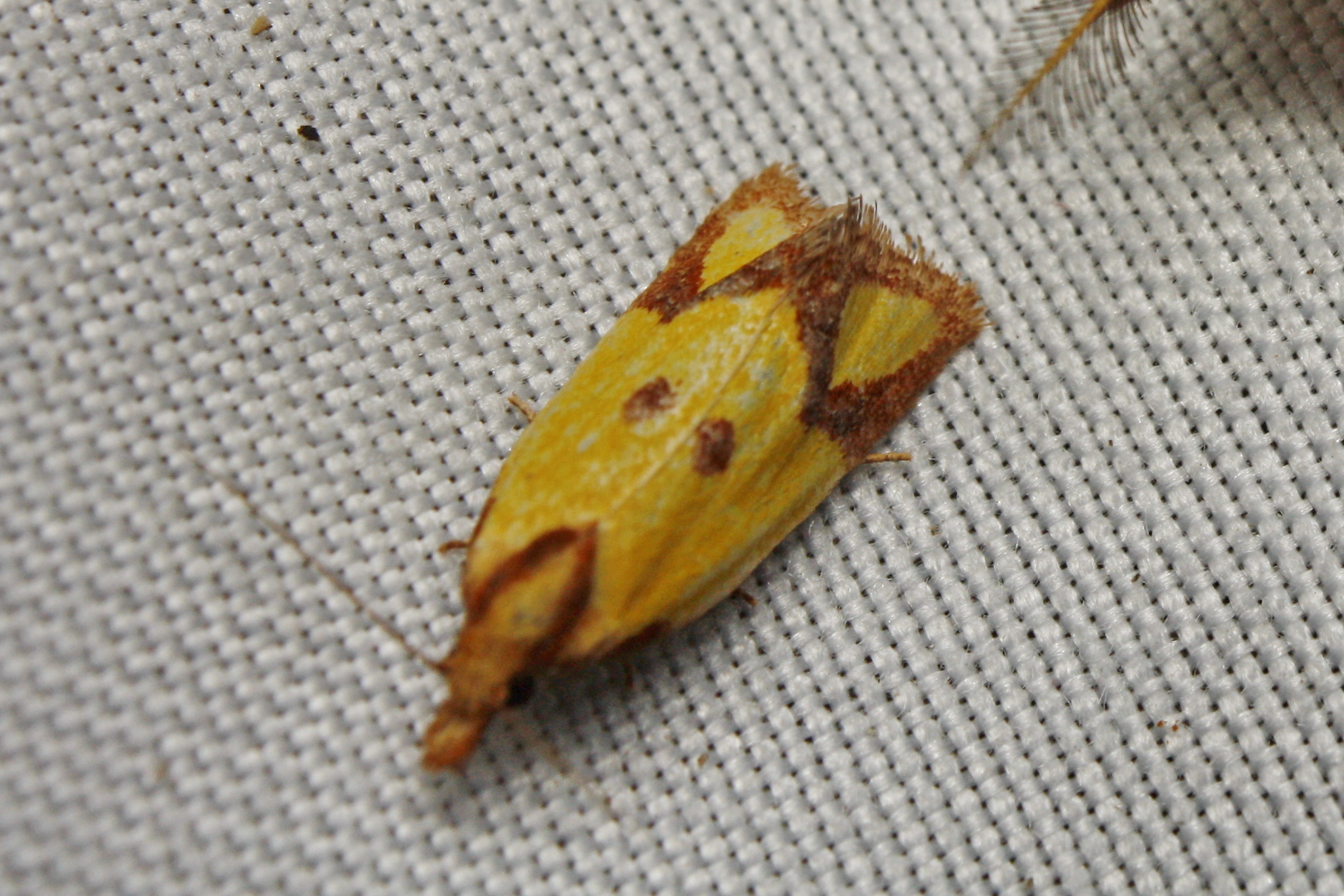 Agapeta zoegana - barnacsíkos sárgamoly