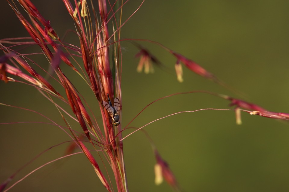 Tephritidae - fúrólégyfélék