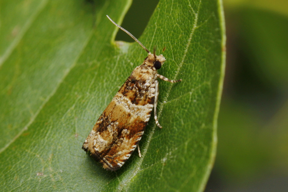 Celypha flavipalpana - öthorgú tükrösmoly