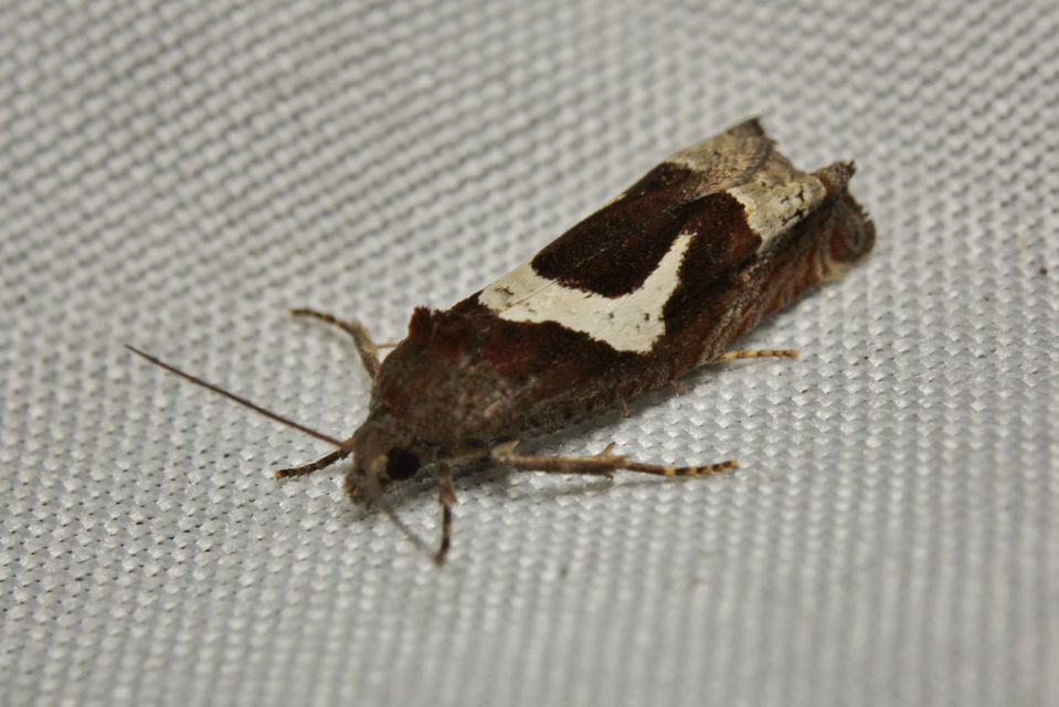 Epiblema foenella - kampósfoltú tükrösmoly