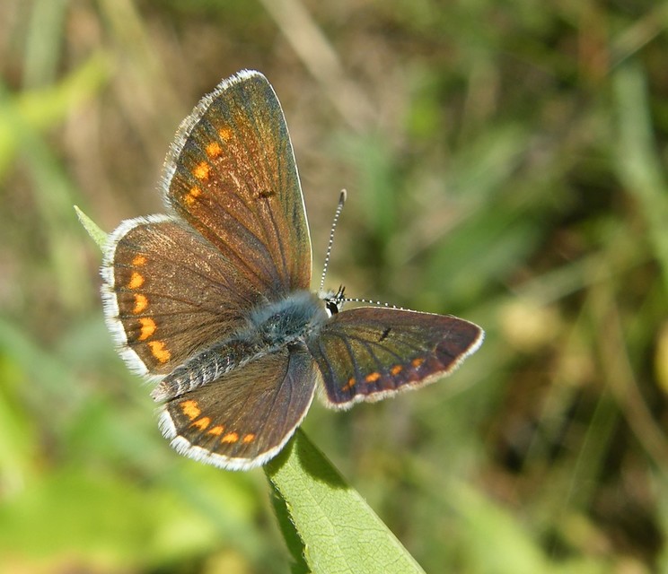 Aricia agestis - szerecsenboglárka