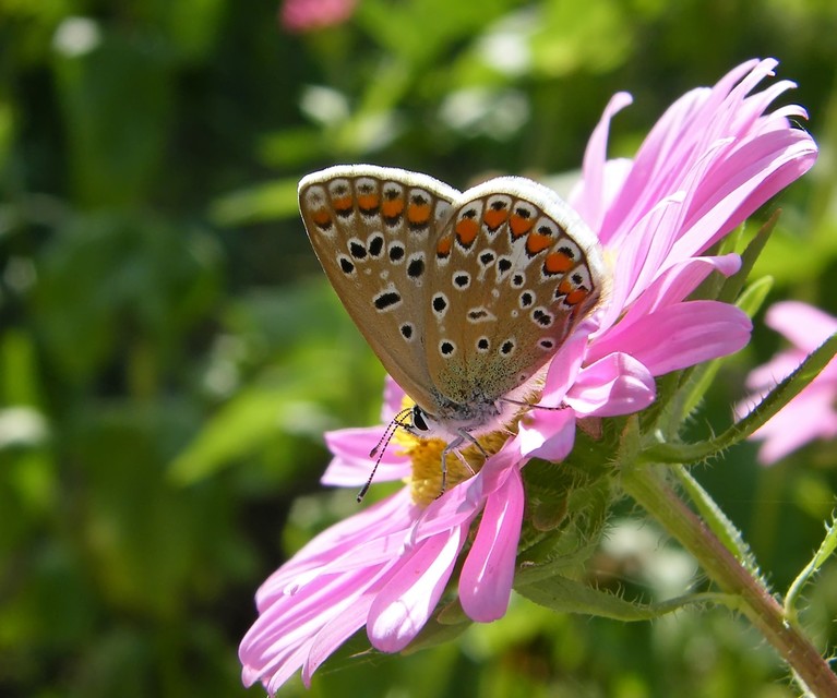 Polyommatus icarus - közönséges boglárka