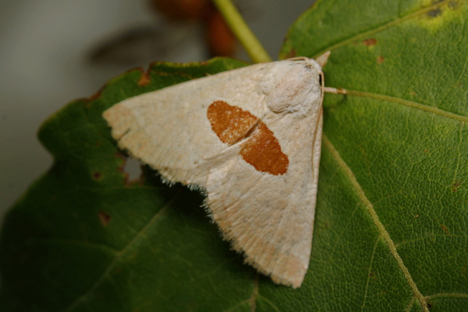 Calymma communimacula - pajzstetűfaló bagoly