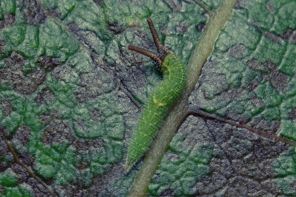 Apatura iris - nagy színjátszólepke
