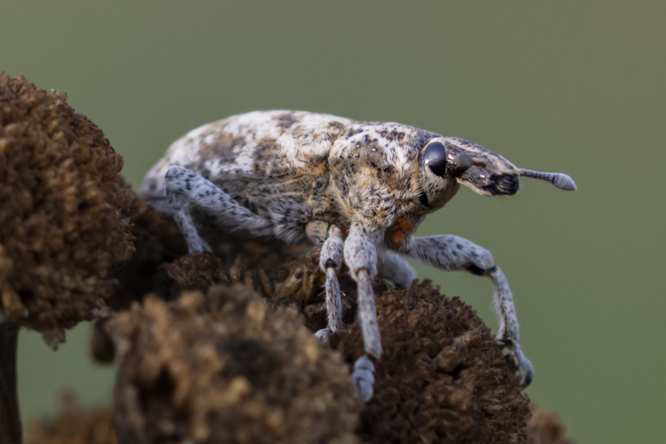 Cyphocleonus dealbatus - márványos barkó