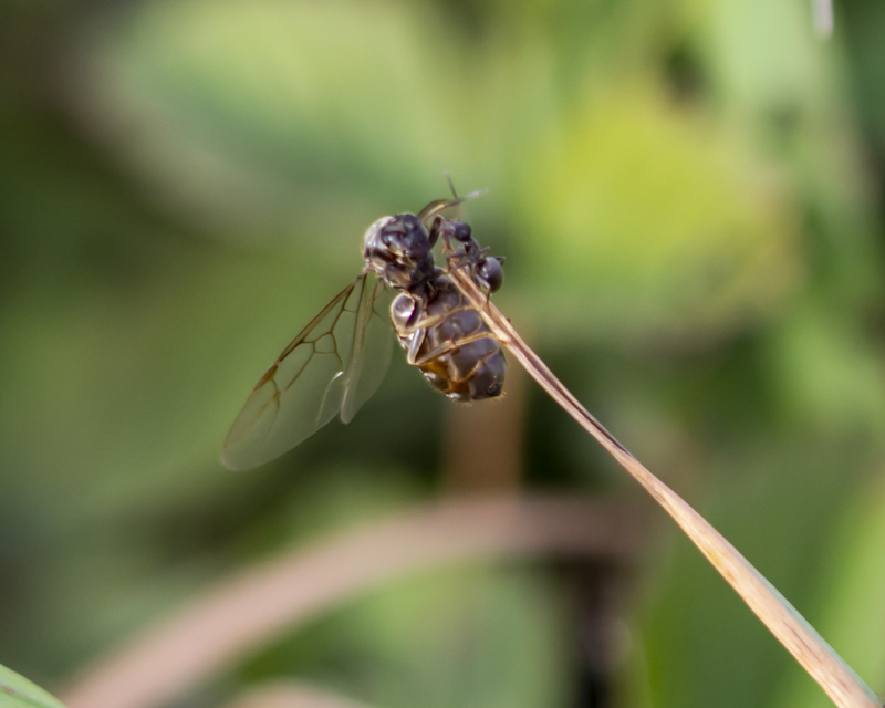 Lasius