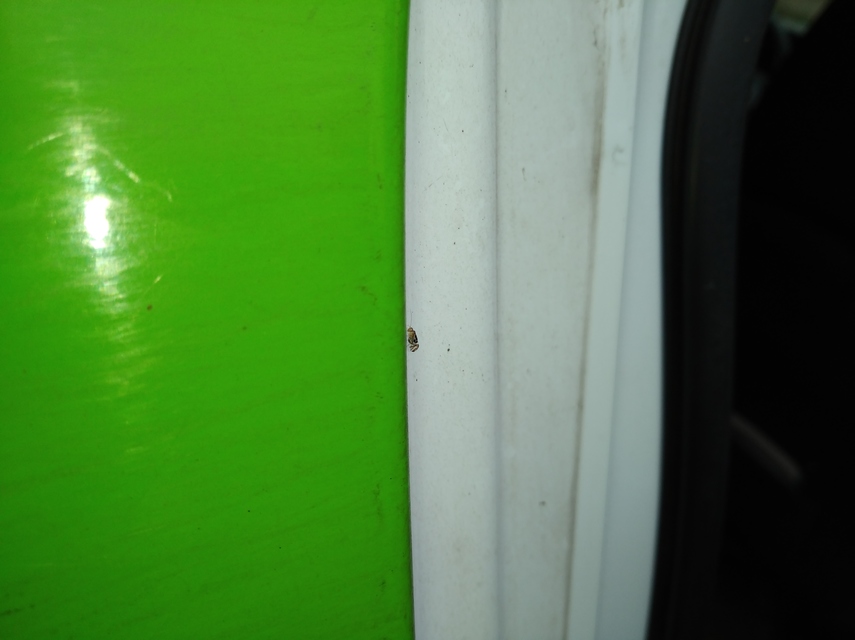 Graphopsocus cruciatus