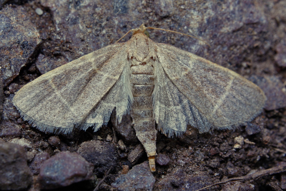 Hypsopygia glaucinalis - rezes fényilonca