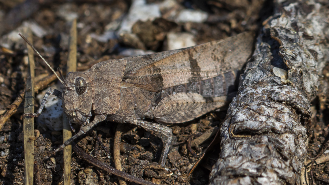 Oedipoda caerulescens - kékszárnyú sáska