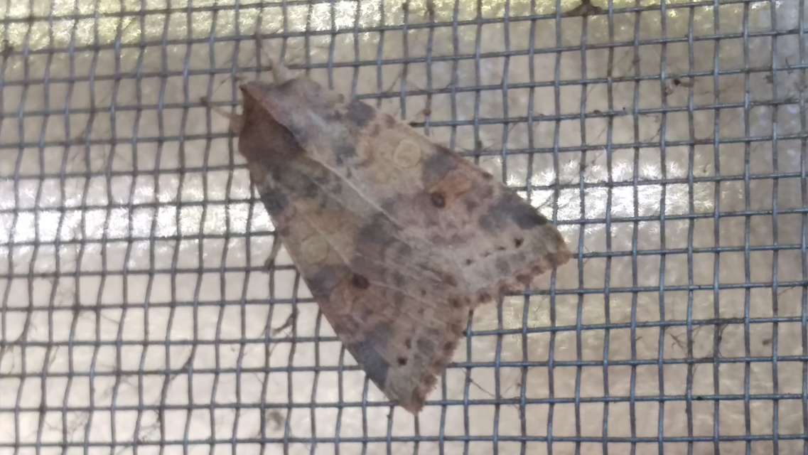Cirrhia ocellaris - fakó sárgabagoly