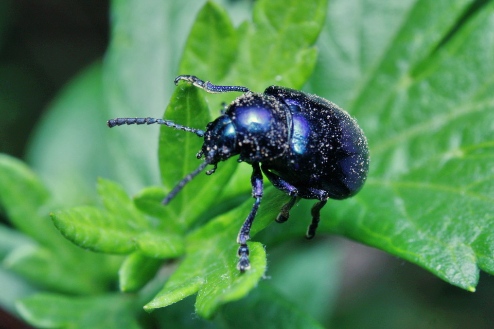 Chrysochus asclepiadeus - tündöklő méreggyiloklevelész