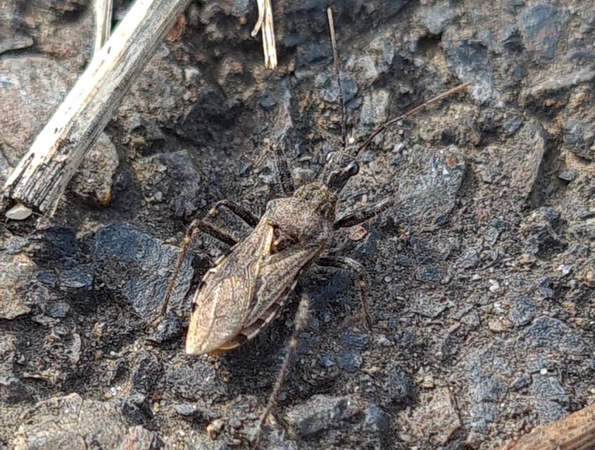 Coranus
