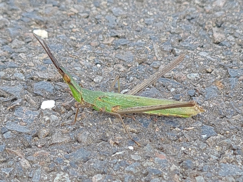 Acrida ungarica - sisakos sáska Acrida ungarica - sisakos sáska