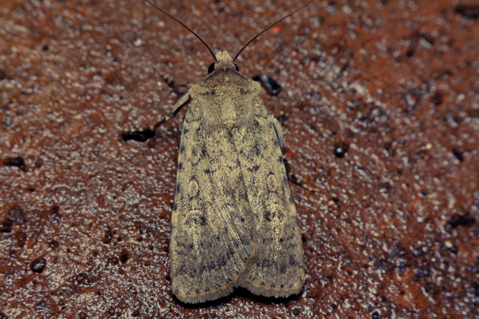 Rhyacia simulans - hamvas földibagoly