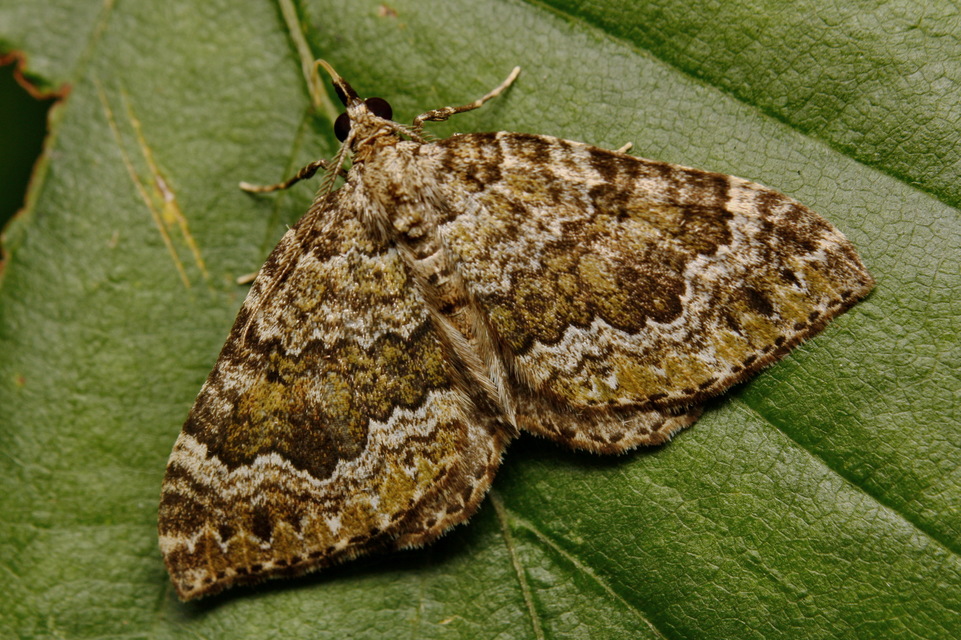 Colostygia olivata - olajzöld levélaraszoló