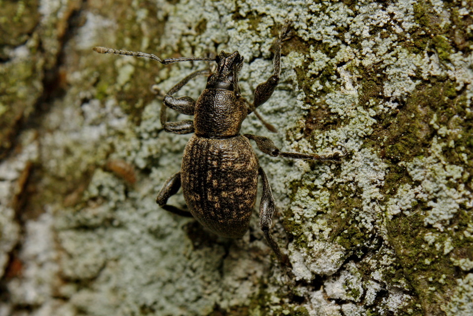Otiorhynchus multipunctatus - sokpontos gyalogormányos