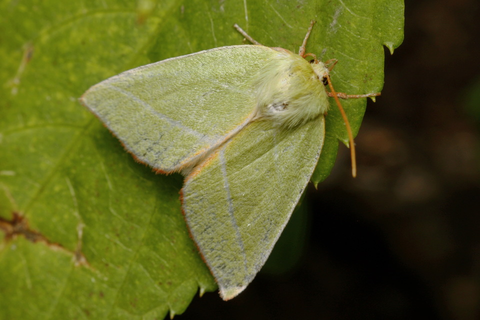 Pseudoips prasinana - bükkfa-zöldbagoly