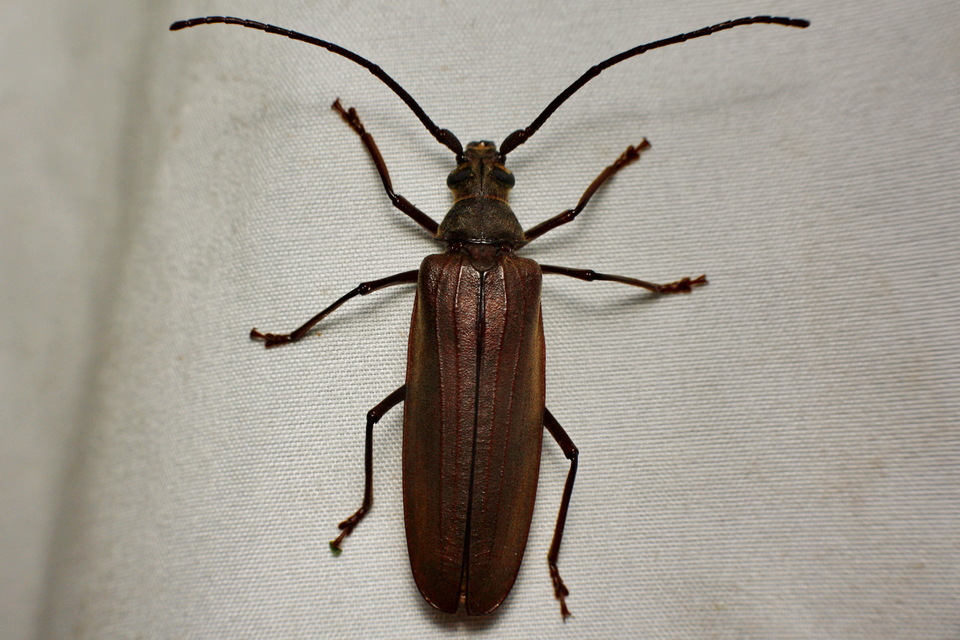 Aegosoma scabricorne - diófacincér