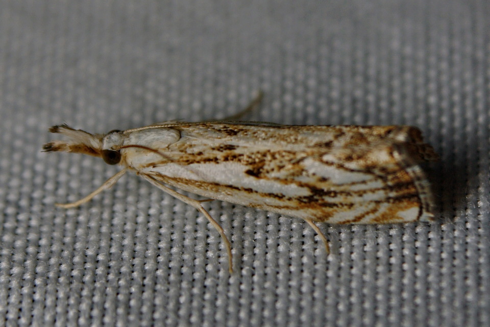 Catoptria falsella - hálós fűgyökérmoly