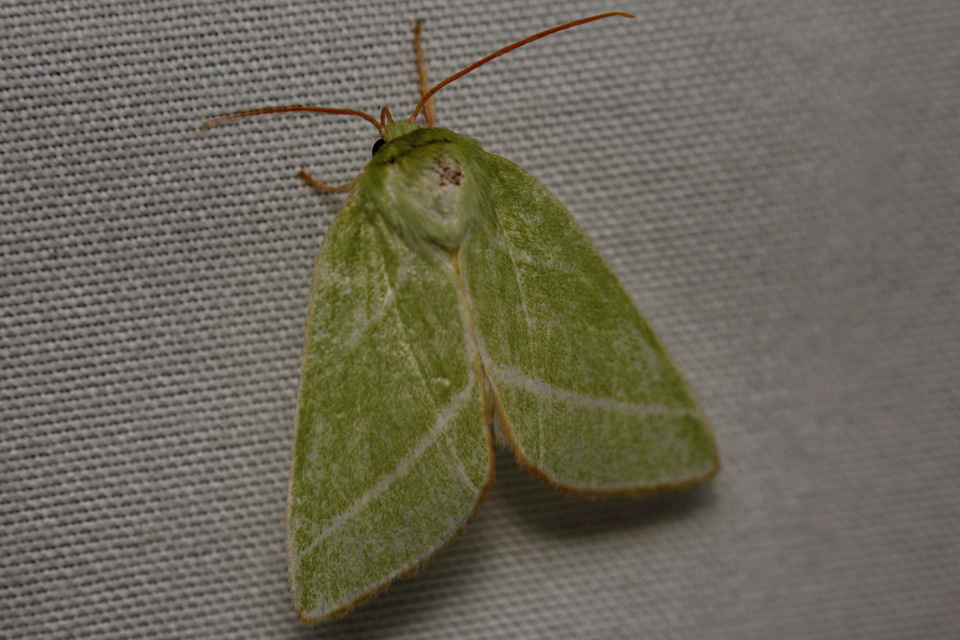 Pseudoips prasinana - bükkfa-zöldbagoly