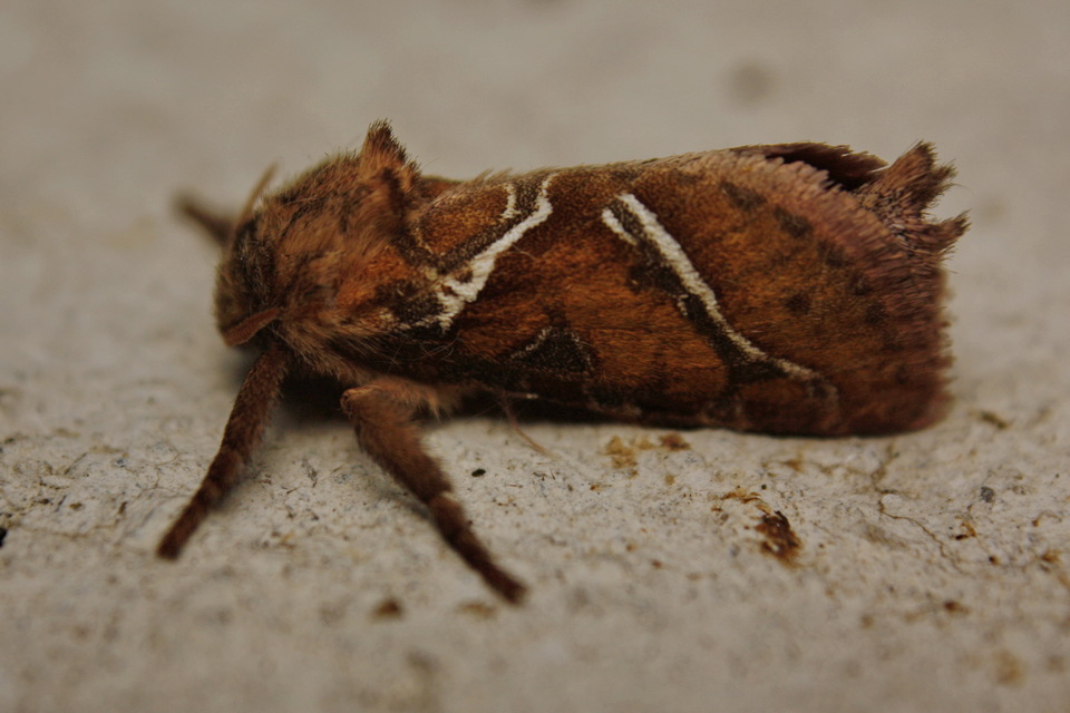 Triodia sylvina - kis gyökérrágólepke