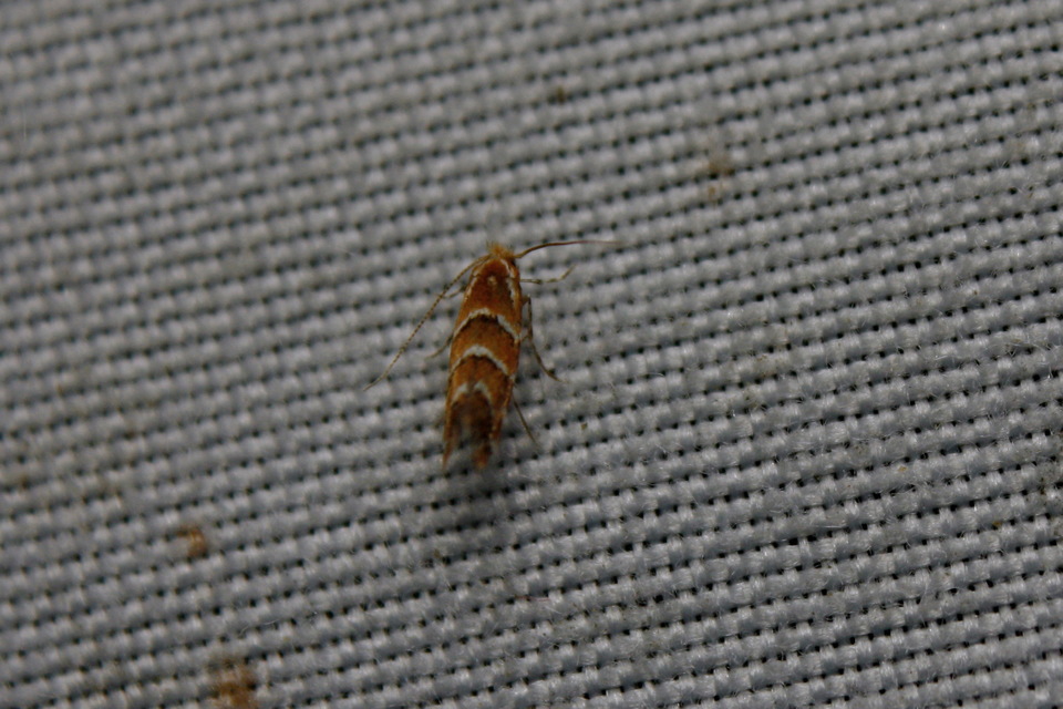 Cameraria ohridella - vadgesztenye-sátorosmoly