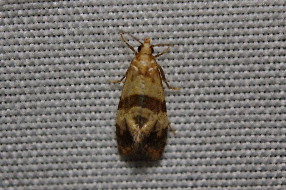 Phalonidia contractana - pipitér-fúrómoly