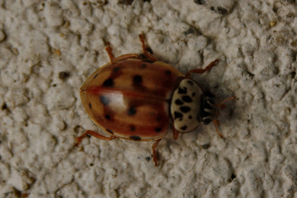 Harmonia quadripunctata - négypettyes katica