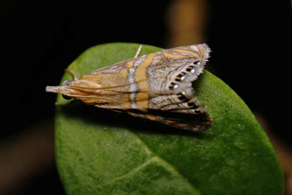 Euchromius bella - cifra mozaikmoly