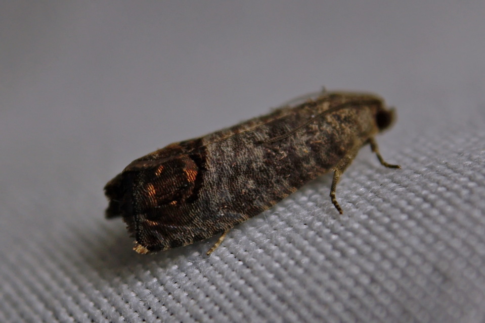 Cydia pomonella - almamoly