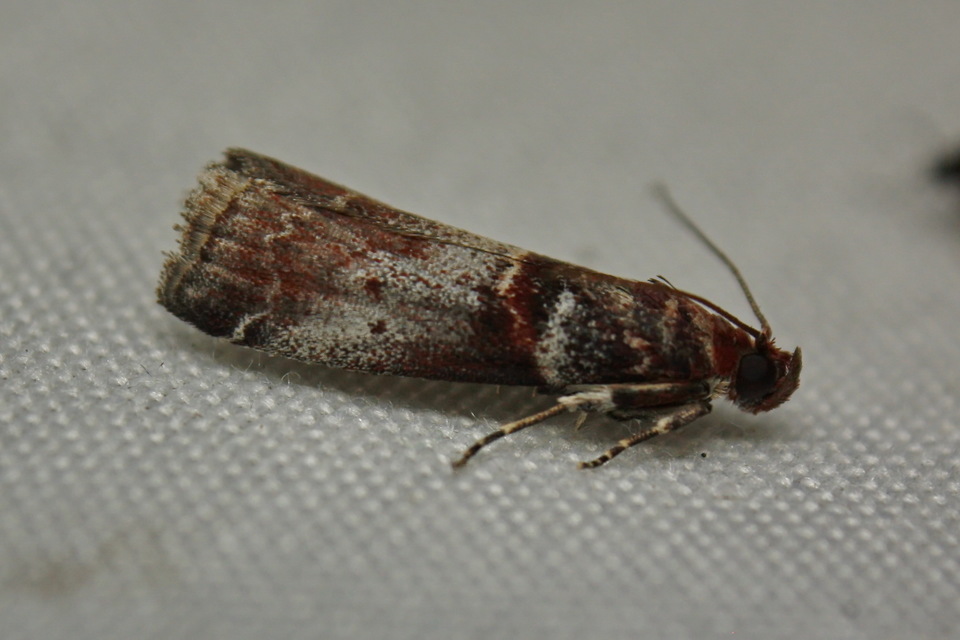 Acrobasis advenella - gerleszínű karcsúmoly
