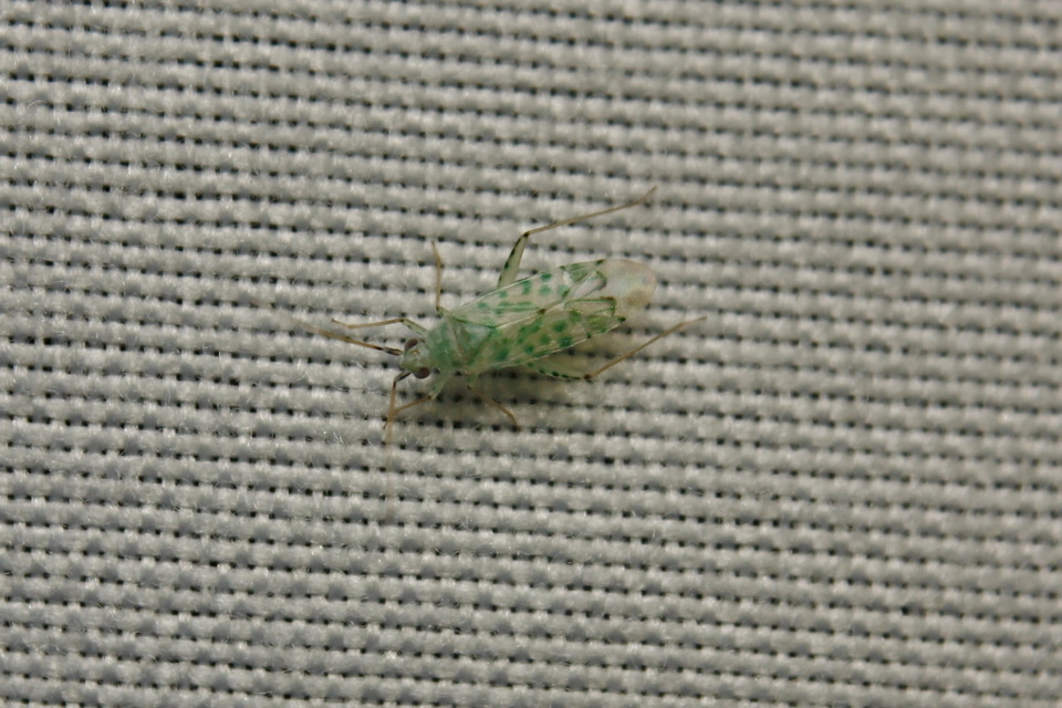 Reuteria marqueti