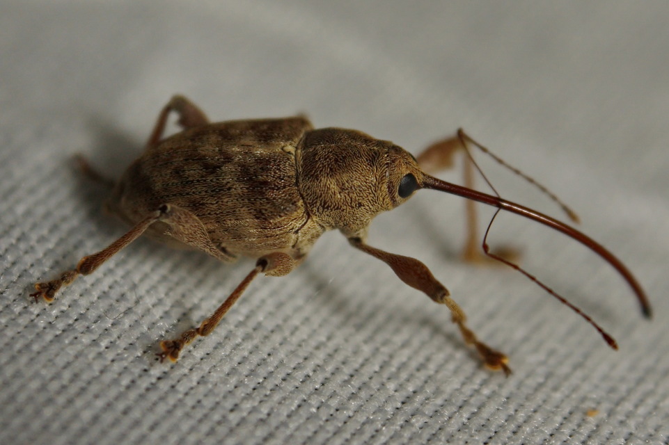 Curculio elephas - gesztenyezsuzsóka