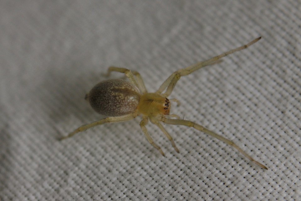 Cheiracanthium