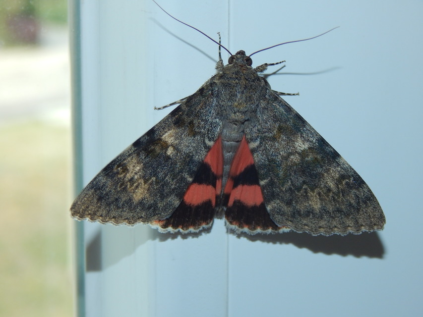 Catocala elocata - közönséges övesbagoly