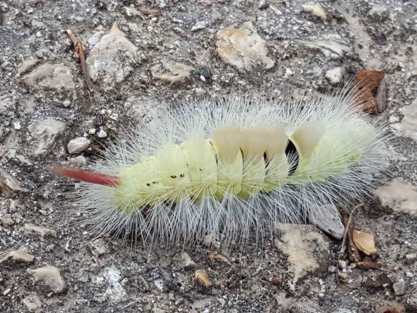 Calliteara pudibunda - hamvasszövő
