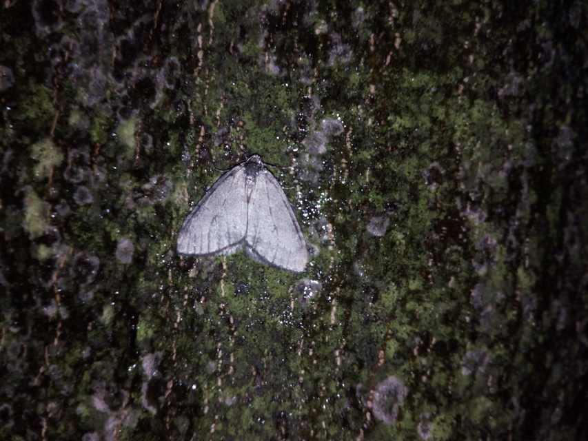 Epirrita christyi/dilutata