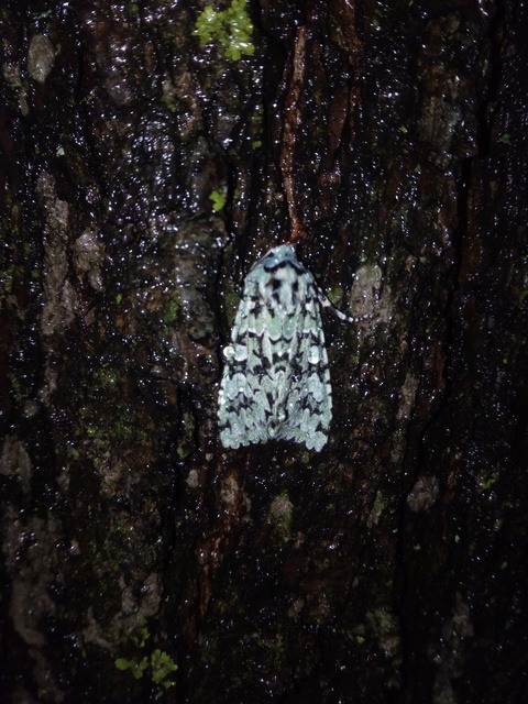 Griposia aprilina - őszi zöldbagoly