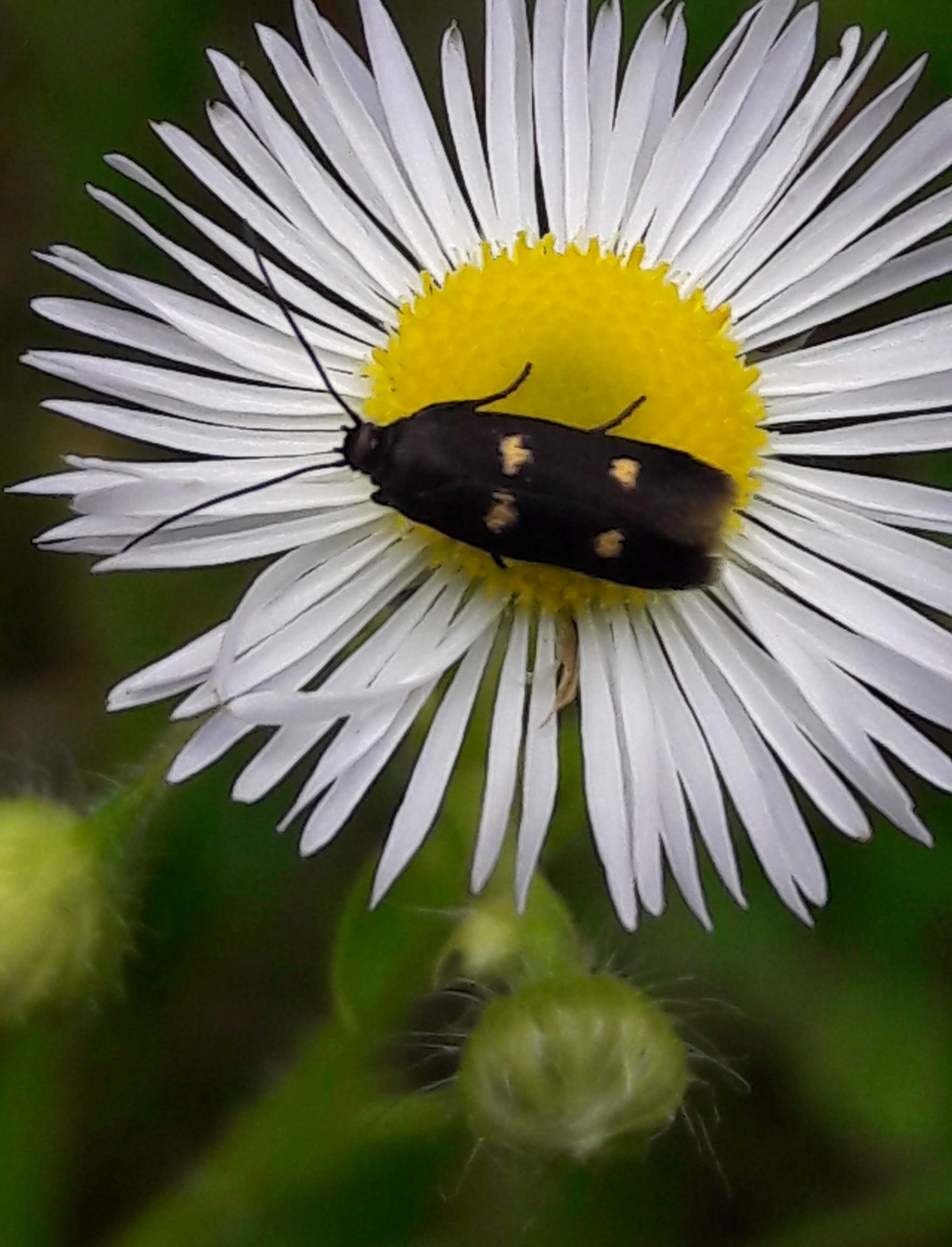 Parascythris muelleri - kétpettyes zöldmoly