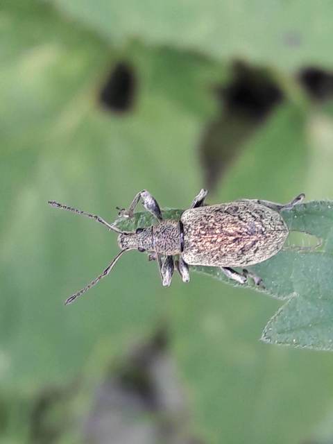 Phyllobius pomaceus - csalán-levélormányos