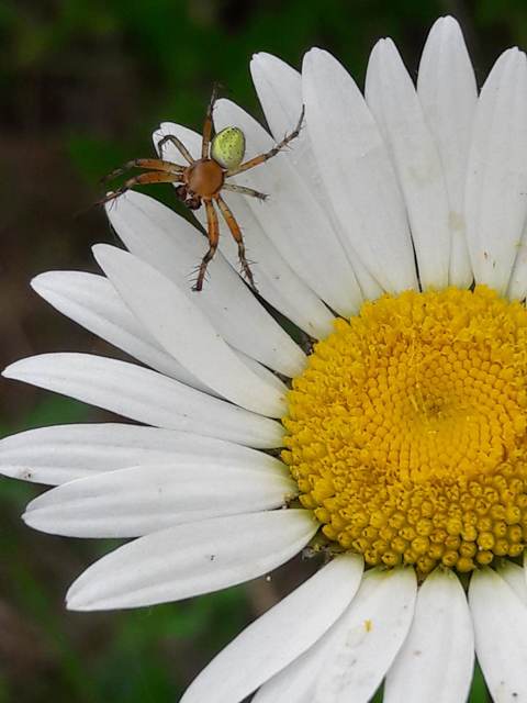 Araniella