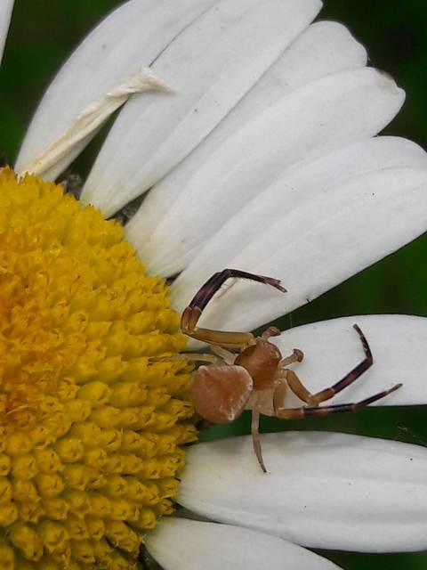 Thomisus onustus - fehér karolópók