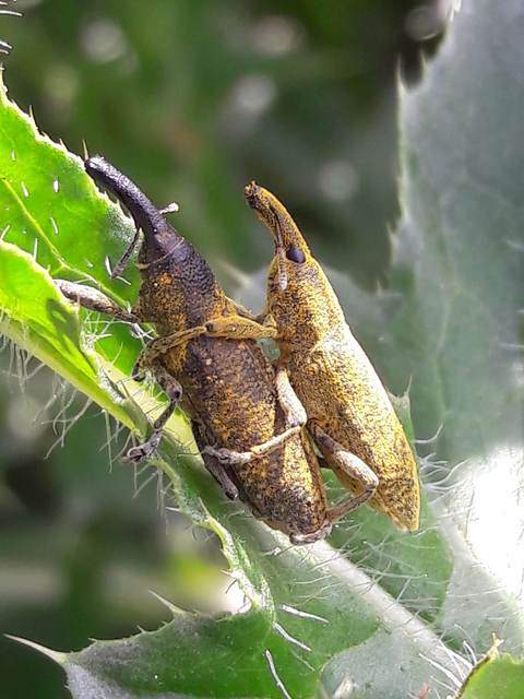 Lixus pulverulentus - mályvafúró dudvabarkó