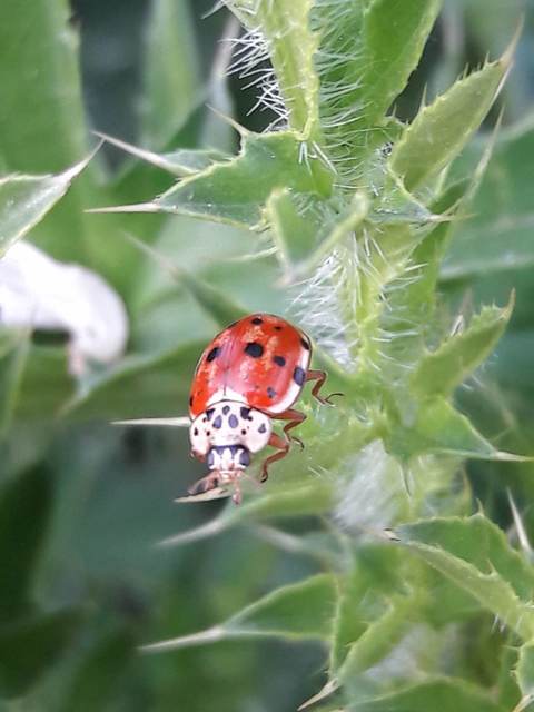 Harmonia quadripunctata - négypettyes katica