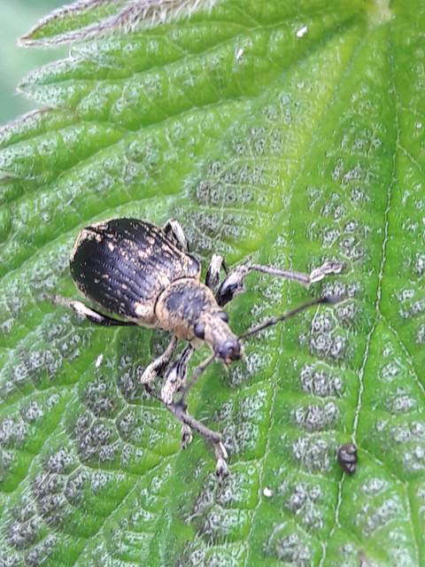 Phyllobius pomaceus - csalán-levélormányos