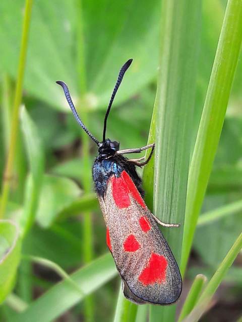 Zygaena loti - közönséges csüngőlepke